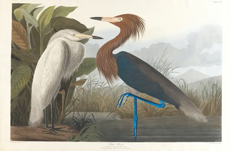 Purpurreiher von John James Audubon