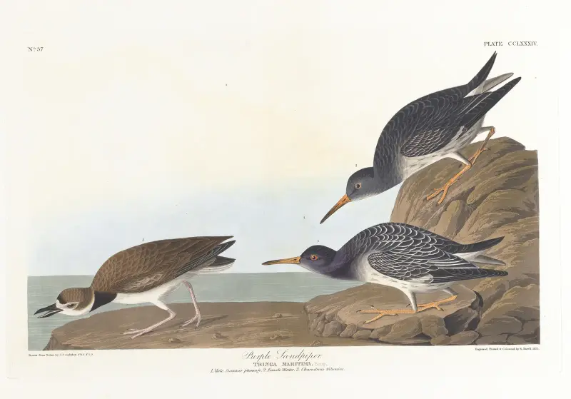 Purpurstrandläufer von John James Audubon
