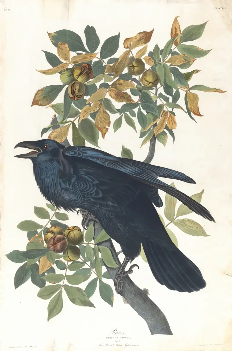 Kruk, John James Audubon