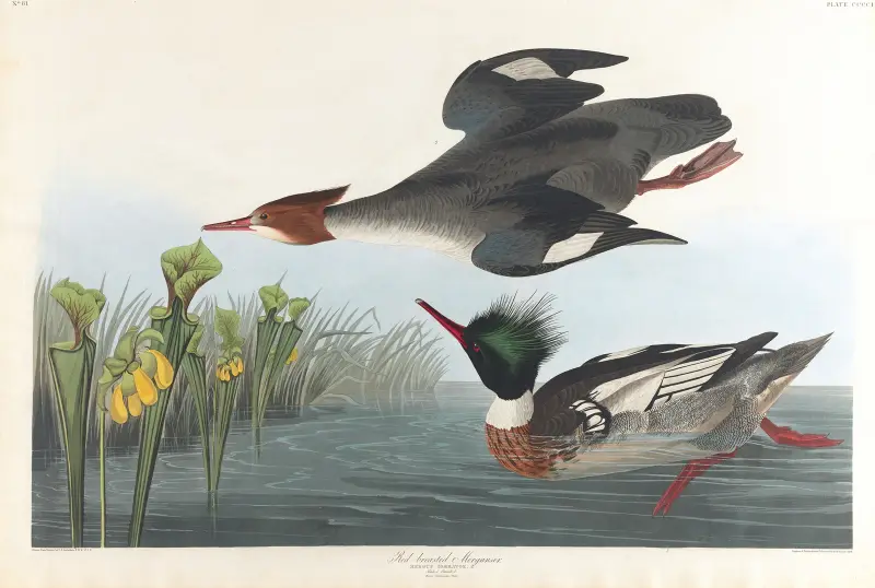 Red-breasted merganser av John James Audubon