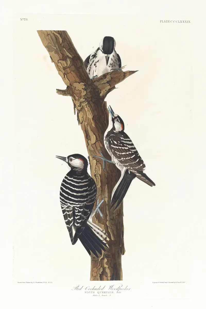 Rödtofshackspett av John James Audubon