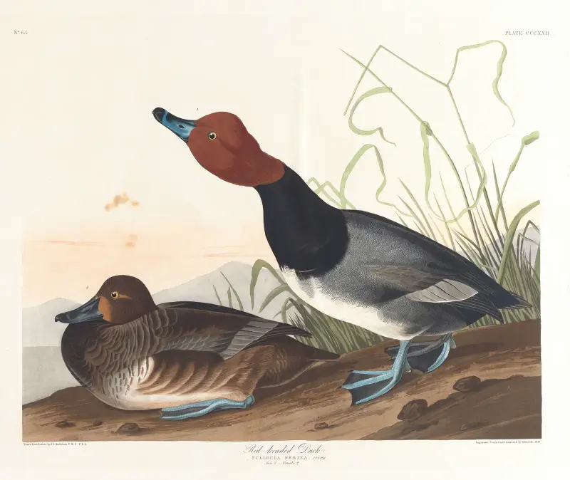 Rothalsige Ente von John James Audubon