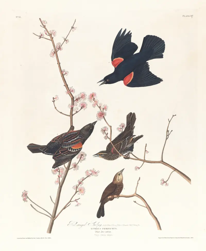 Rotschwingenstar von John James Audubon