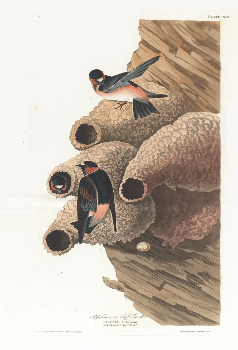 Jaskółka górna i jaskółka skalna, John James Audubon