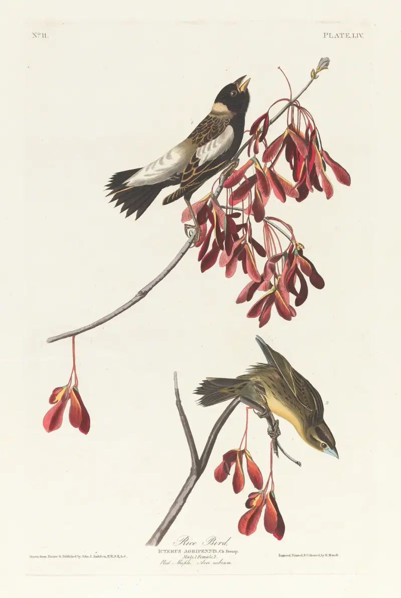 Rice bird av John James Audubon