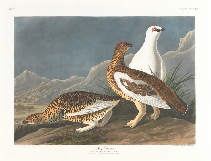 Rock grous av John James Audubon