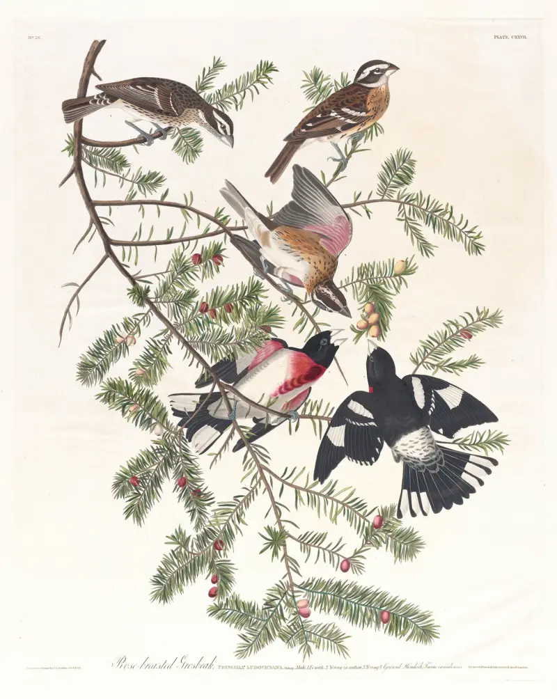Rosenbrustkernbeißer von John James Audubon