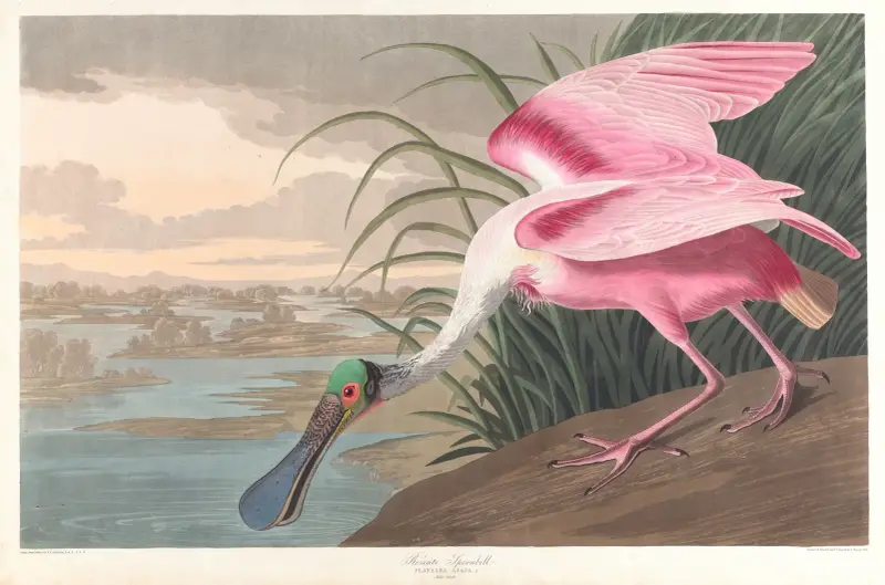 Rosenscheffler von John James Audubon