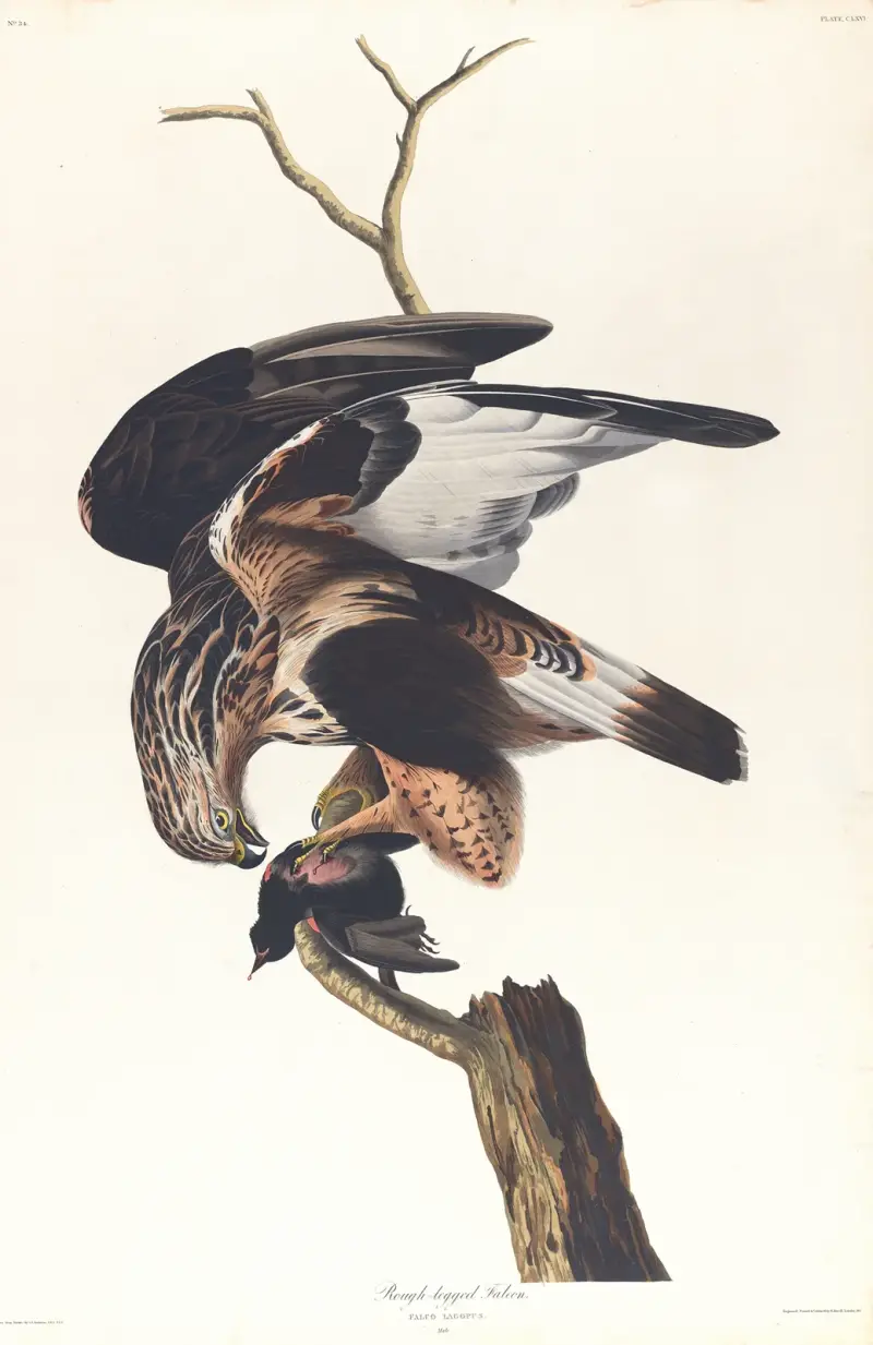 Myszołów włochaty, John James Audubon