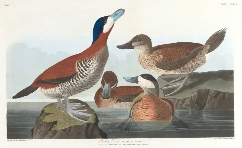 Kaczka rudogłowa, John James Audubon