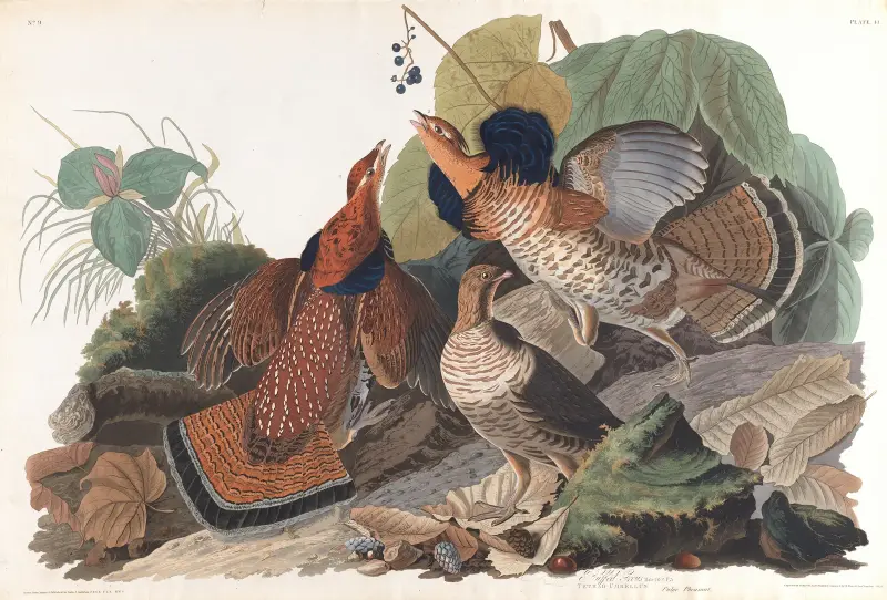 Głuszec, John James Audubon