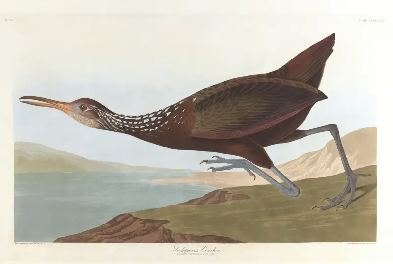 Scolpaceus courlan von John James Audubon