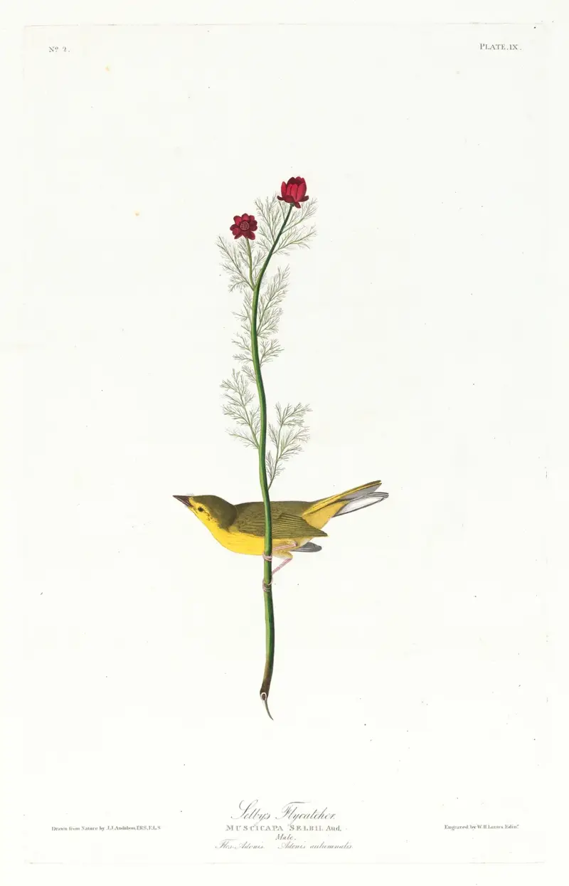 Selby’s flycatcher av John James Audubon