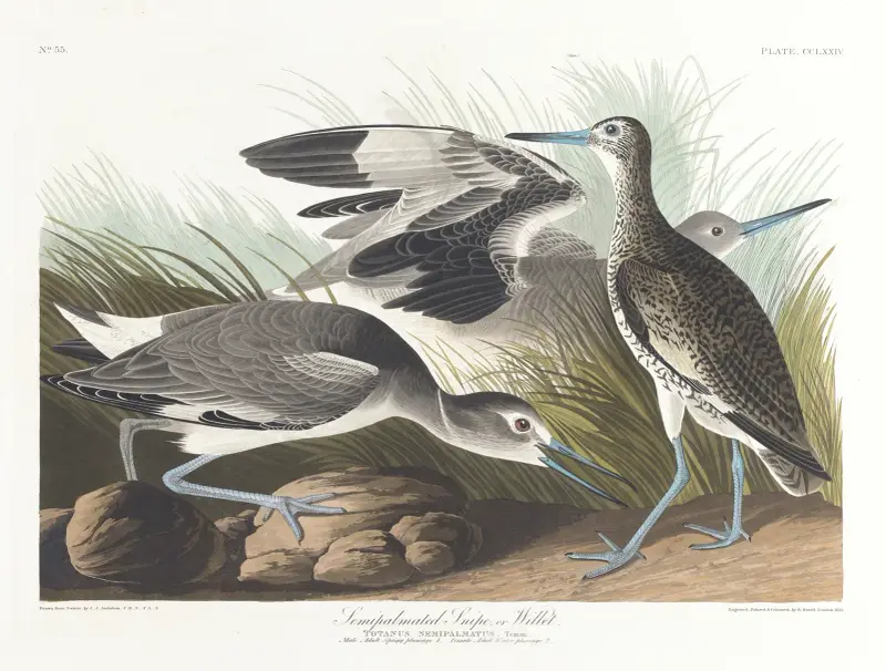 Semipalmated snipe or willet av John James Audubon