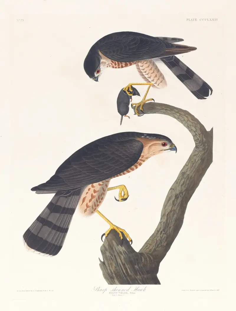 Jastrząb ostrogrzbiety, John James Audubon
