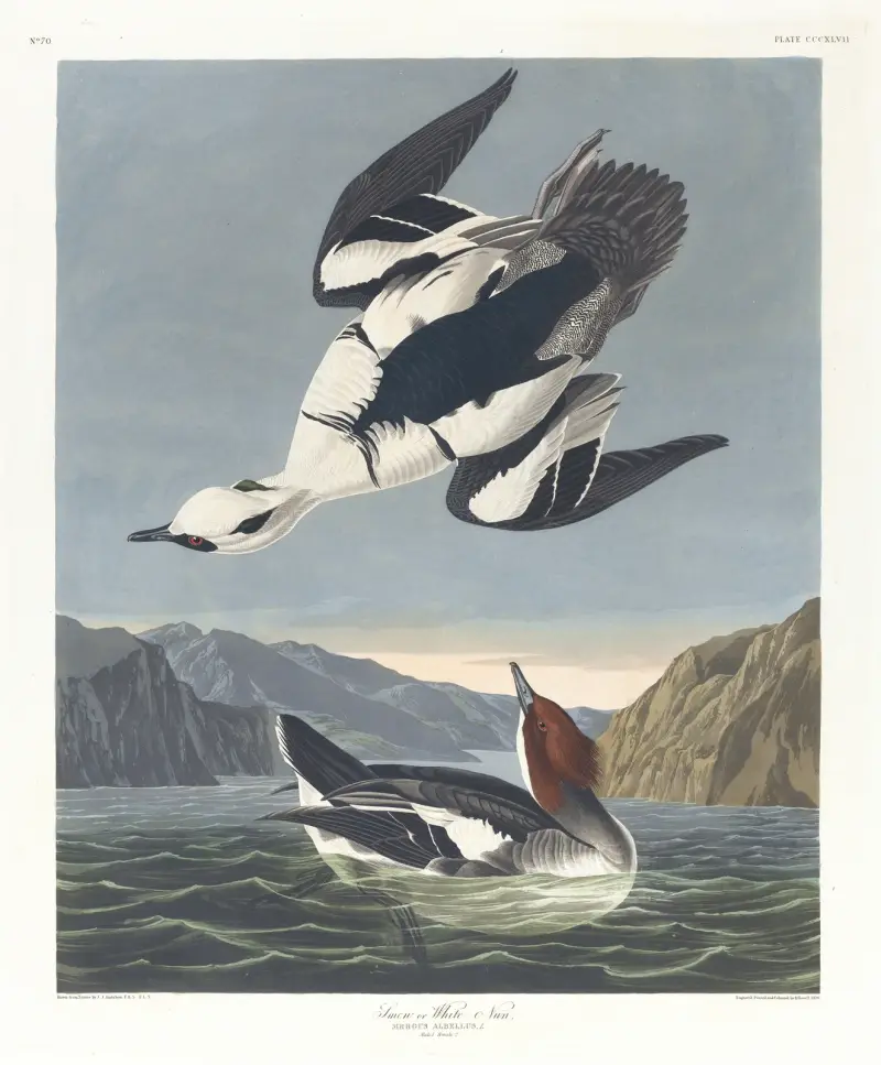 Zwergsäger oder weiße Nonne von John James Audubon