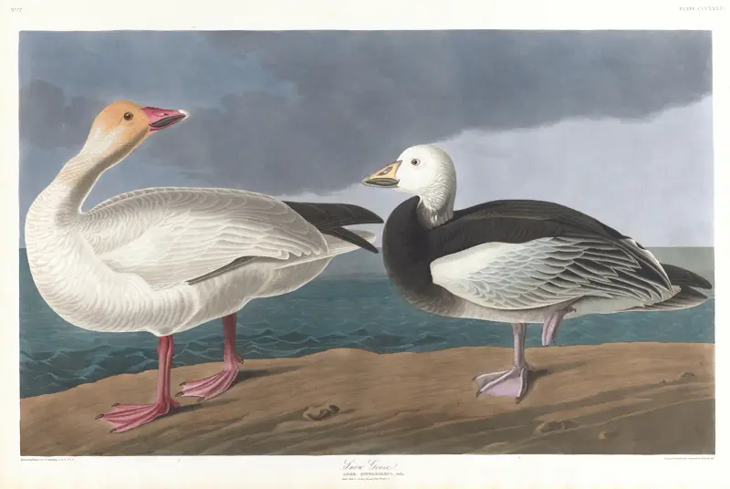 Schneegänse von John James Audubon