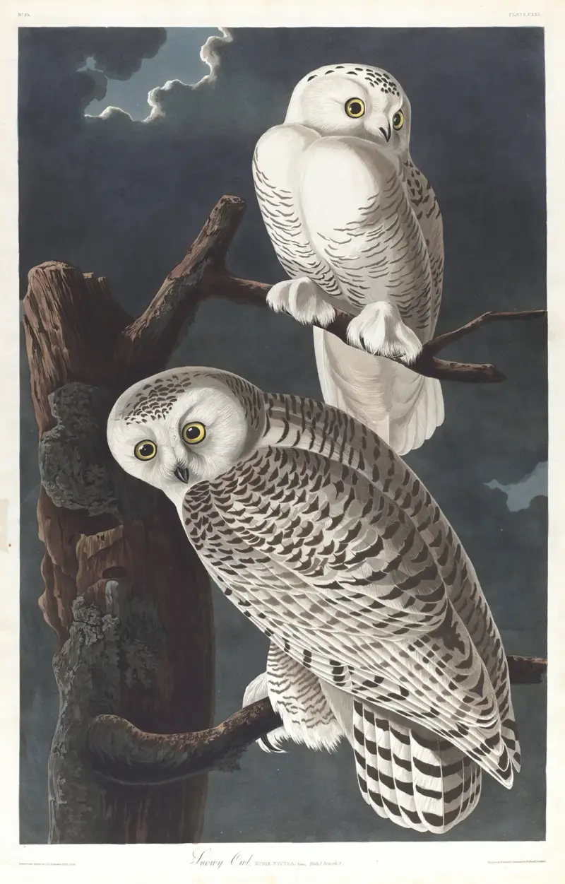 Schnee-Eule von John James Audubon