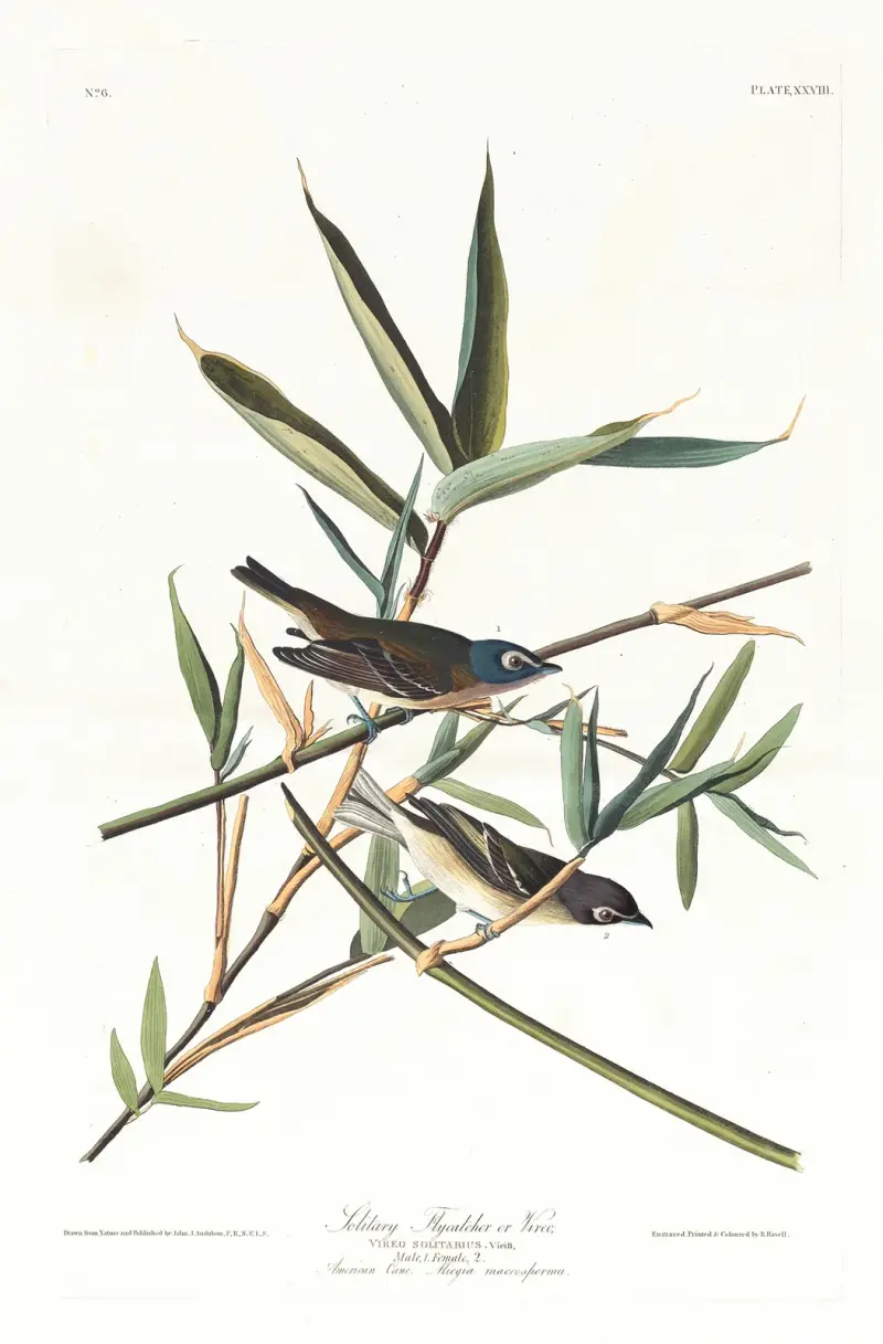 Ensam flugsnappare av John James Audubon