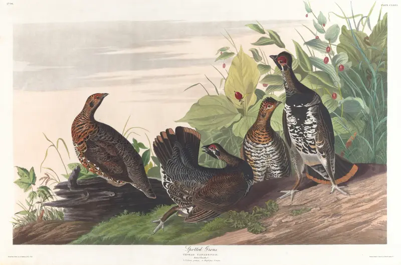 Straková tetřev, John James Audubon
