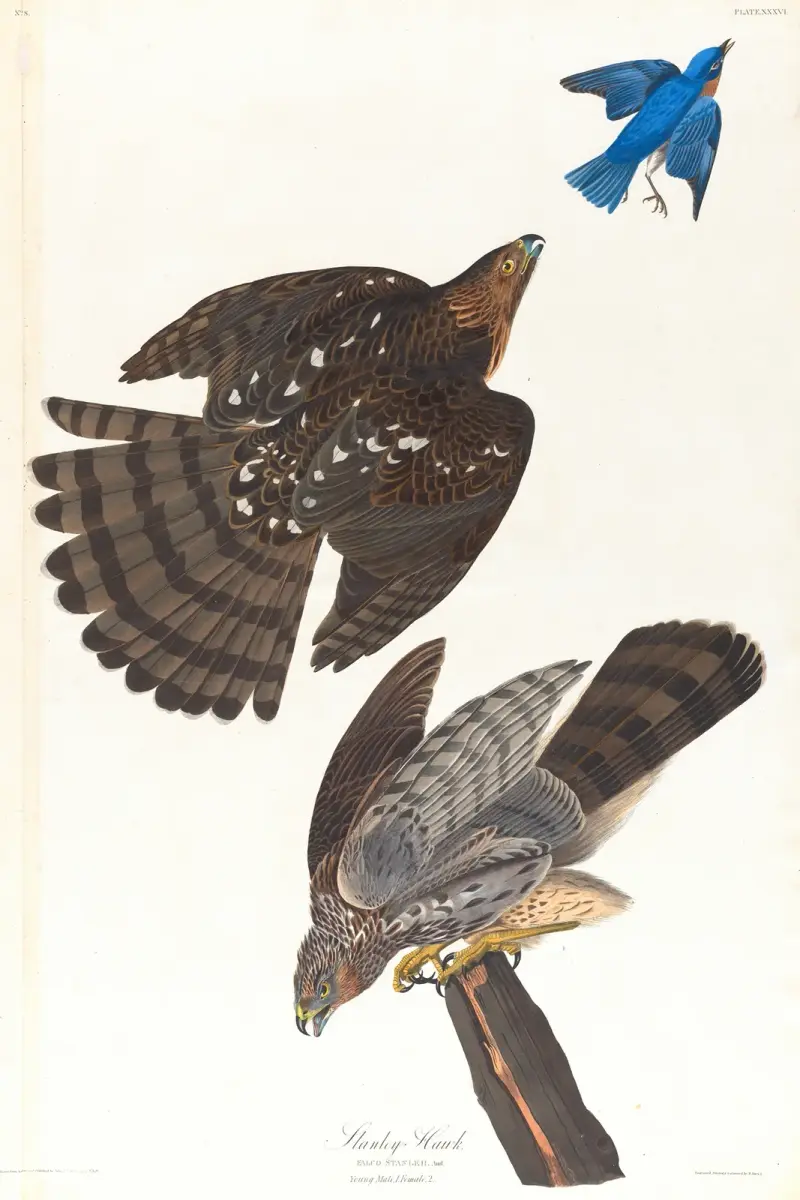 Jastrząb Stanleya, John James Audubon