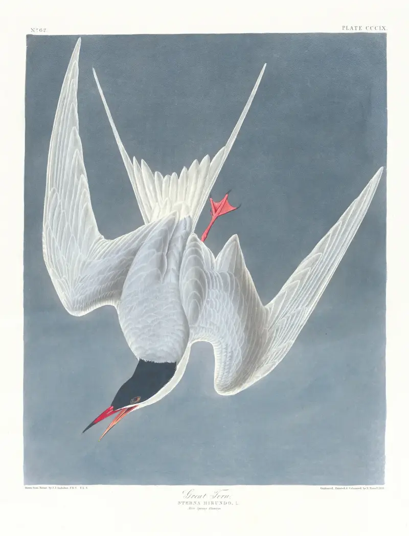 Sterna hirundo von John James Audubon