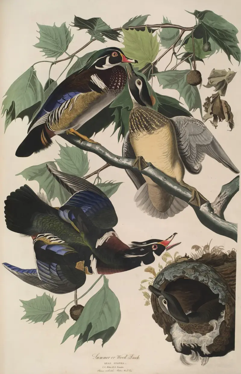 Summer or Wood Duck, 1827 – nr 2 av John James Audubon