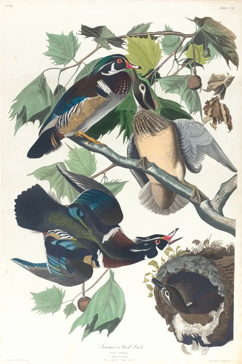 Sommer- oder Brautente, 1827 – Nr. 1 von John James Audubon