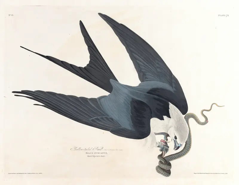 Swallow-tailed hawk av John James Audubon