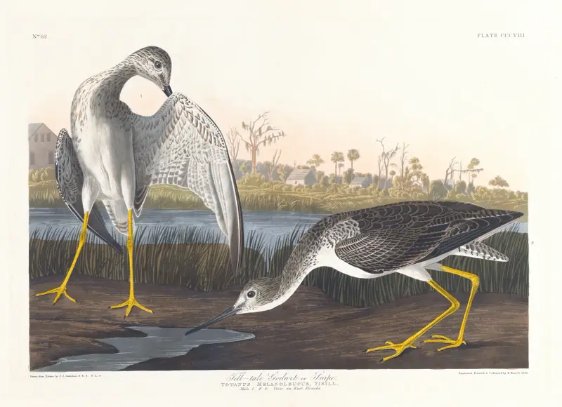Tell-tale godwit or snipe av John James Audubon