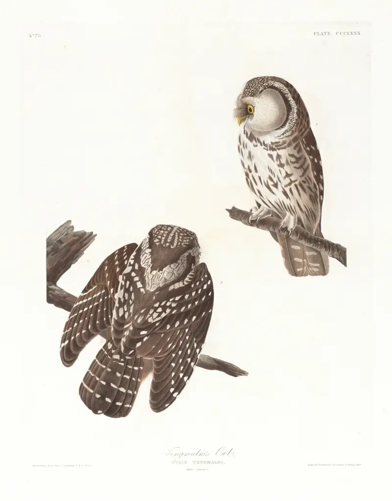 Tengmalm’s owl av John James Audubon