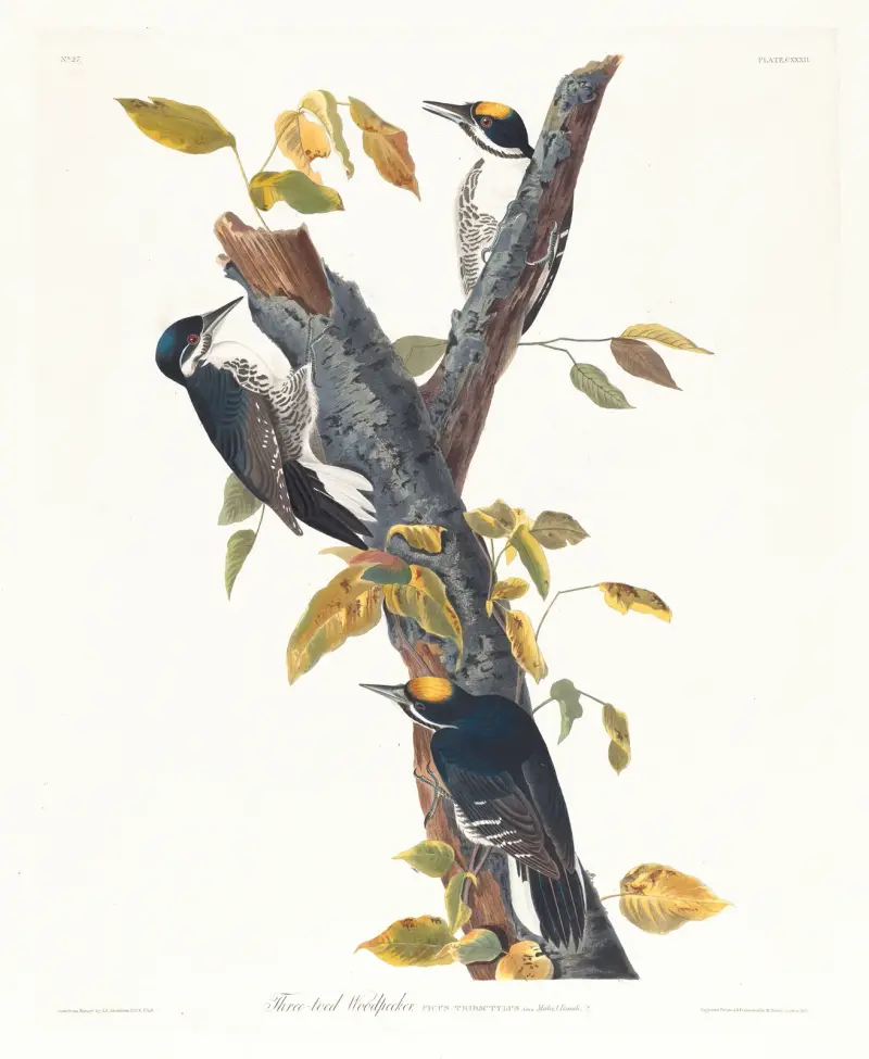 Dzięcioł trójpalczasty, John James Audubon