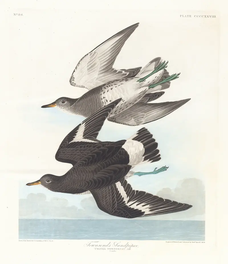 Biegus Townsenda, John James Audubon