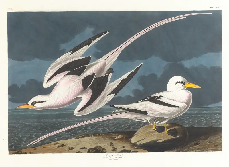 Tropic bird, John James Audubon