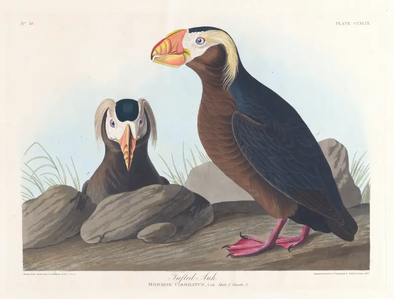 Tordalk von John James Audubon