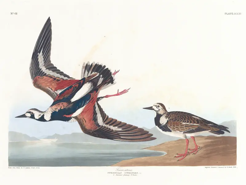 Kamiennik, John James Audubon