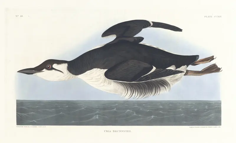 Uria brunnichii von John James Audubon