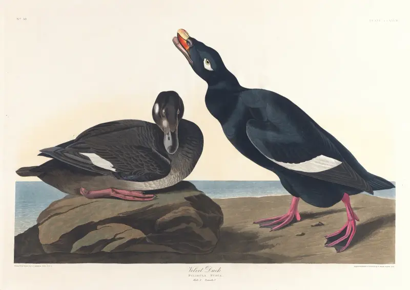Velvet duck av John James Audubon