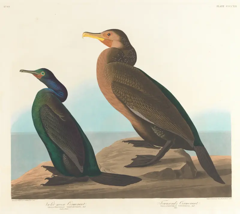 Violettgrüner Kormoran von John James Audubon