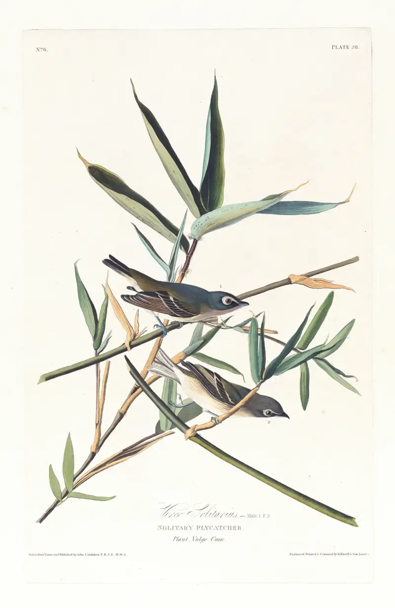 Vireo solitarius von John James Audubon