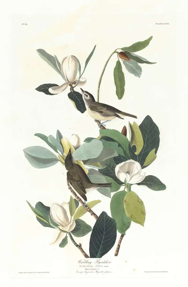 Warbling Flycatcher von John James Audubon