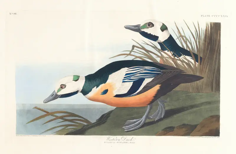 Westliche Ente von John James Audubon