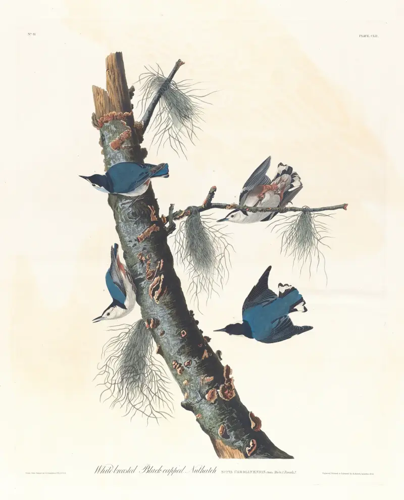 White-breasted black-capped nuthatch av John James Audubon