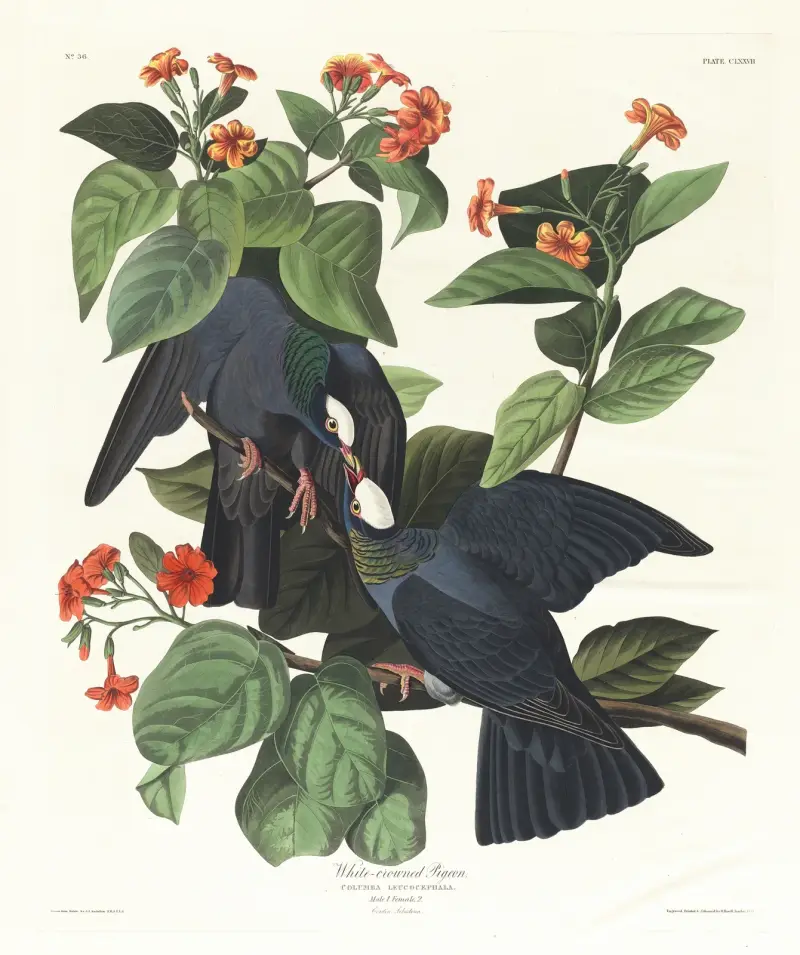 Gołąb białogłowy, John James Audubon