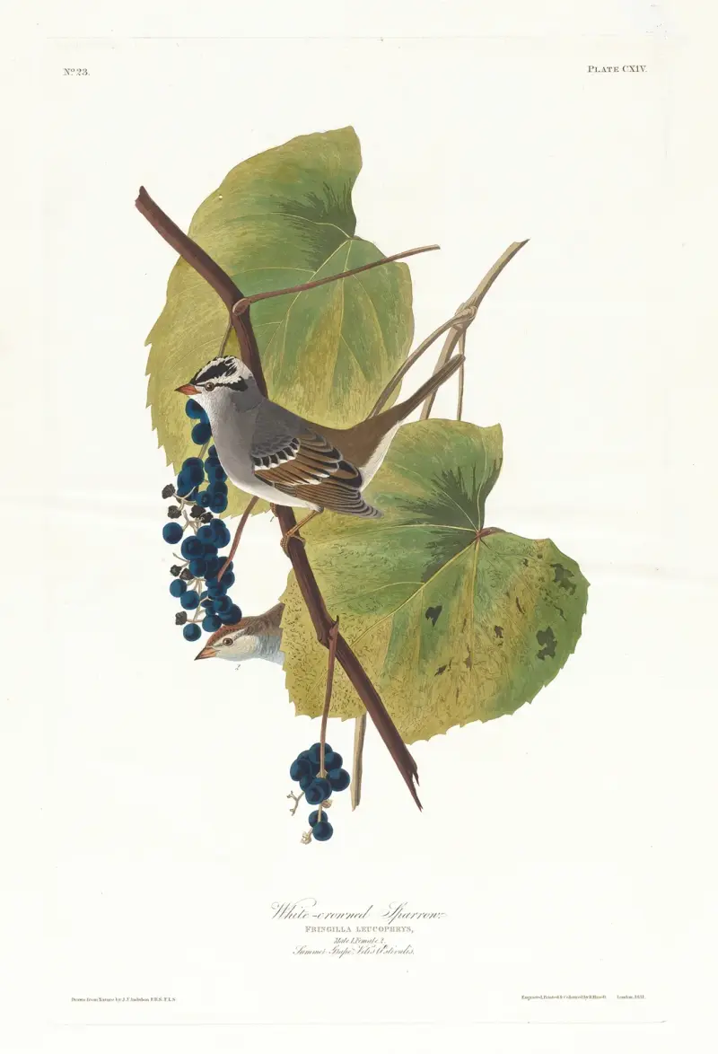 White-crowned sparrow av John James Audubon