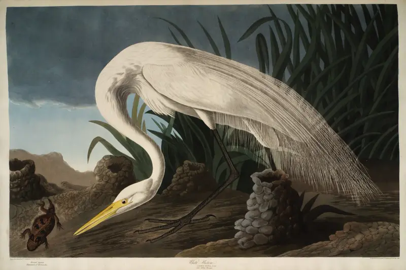 White Heron, 1827 – nr 2 av John James Audubon