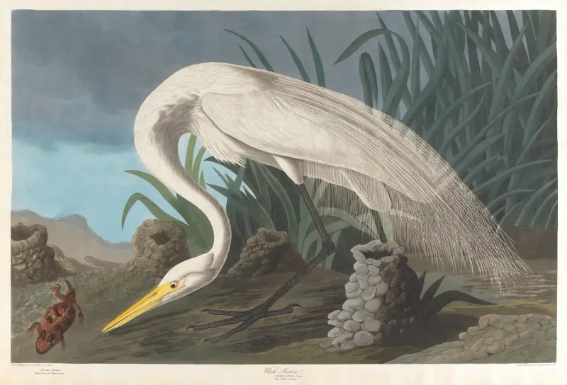 Biała czapla, 1827 – nr 1, John James Audubon
