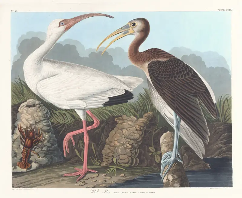 Weißer Ibis von John James Audubon