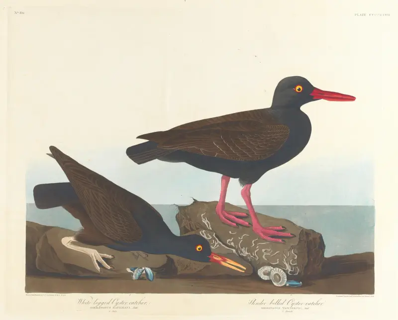 Weißfuß-Austernfischer. Dünnschnabel-Austernfischer von John James Audubon