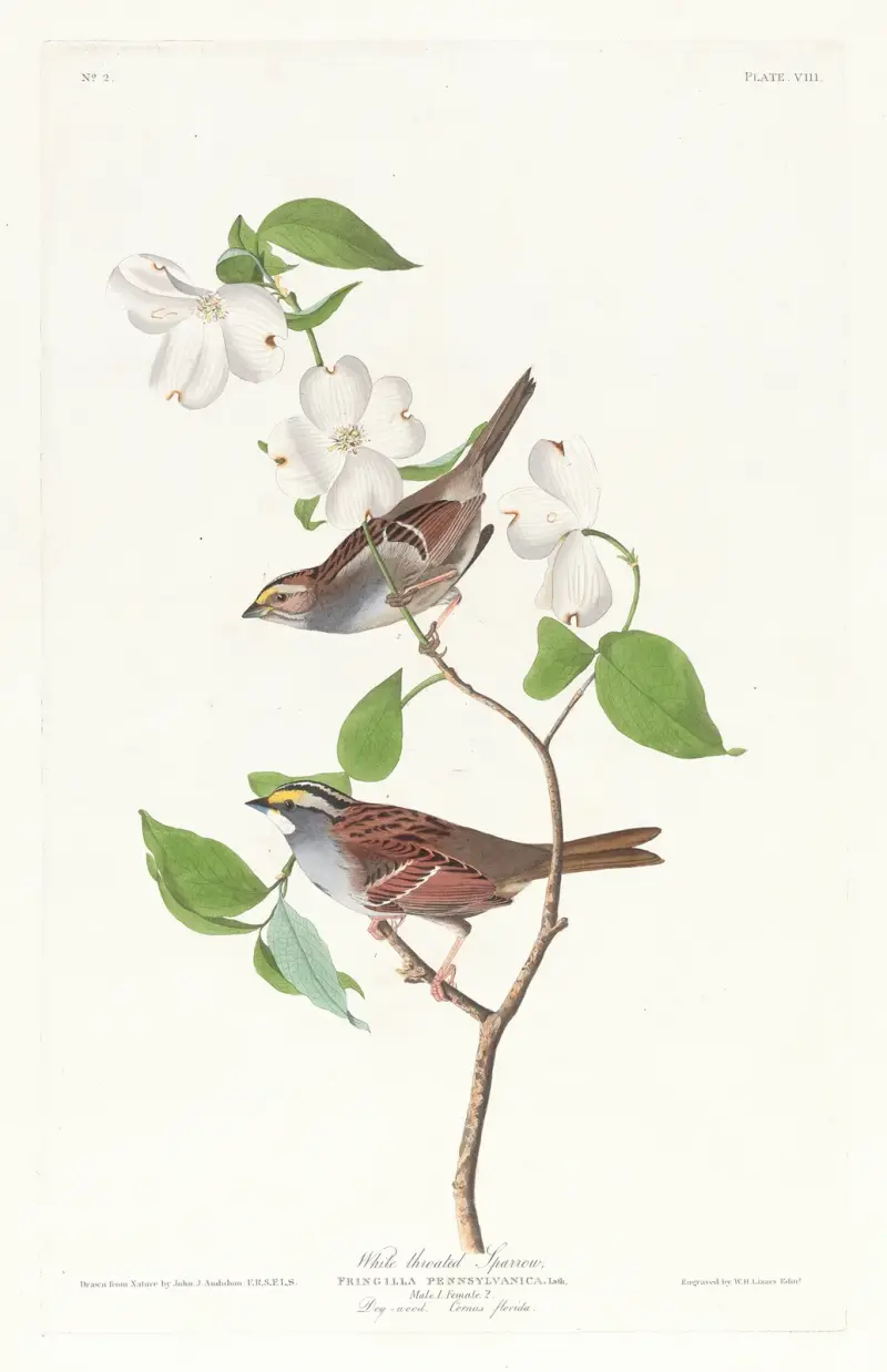 Weißkehlammer von John James Audubon